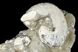 Iridescent Ammonite (Discoscaphites) - South Dakota #180845-2